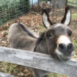 ||Ethel the Donkey||